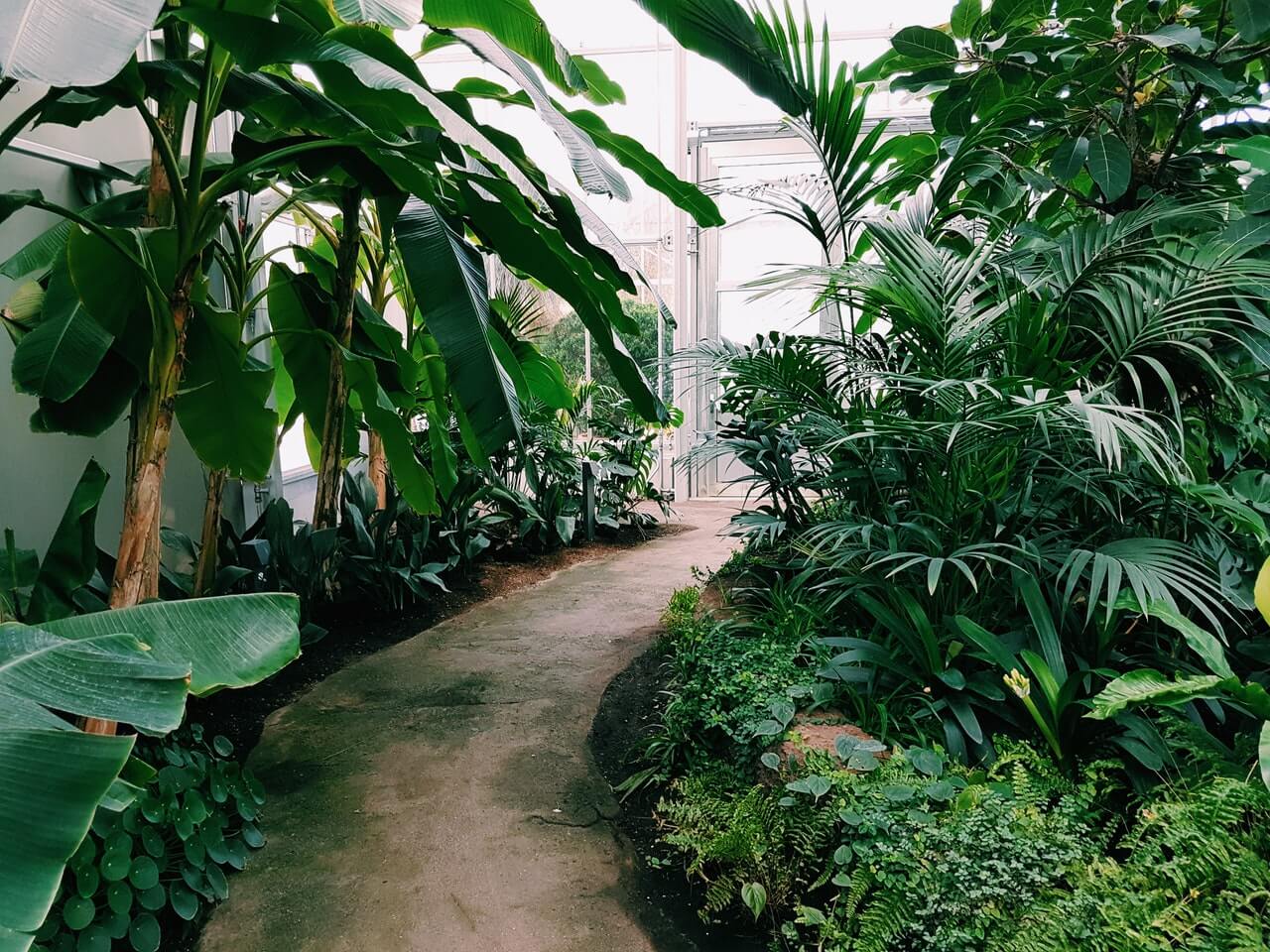 Services Photography Of Pathway Surrounded By Plants 1