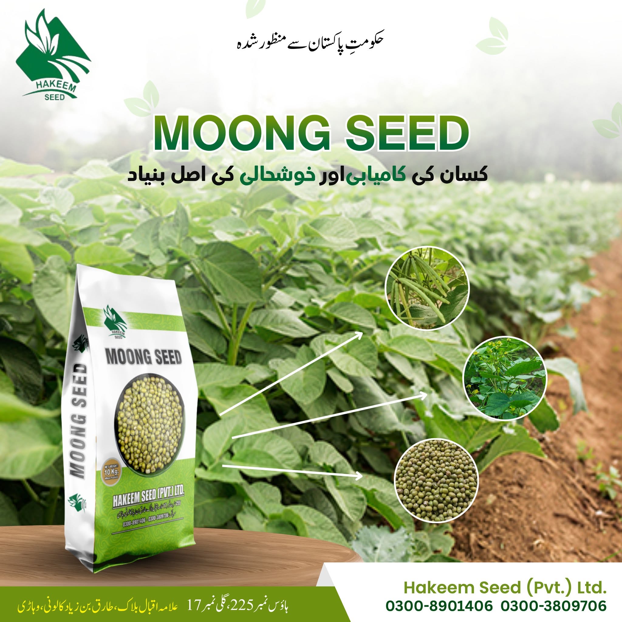 Hakeem Seed Moong Seed