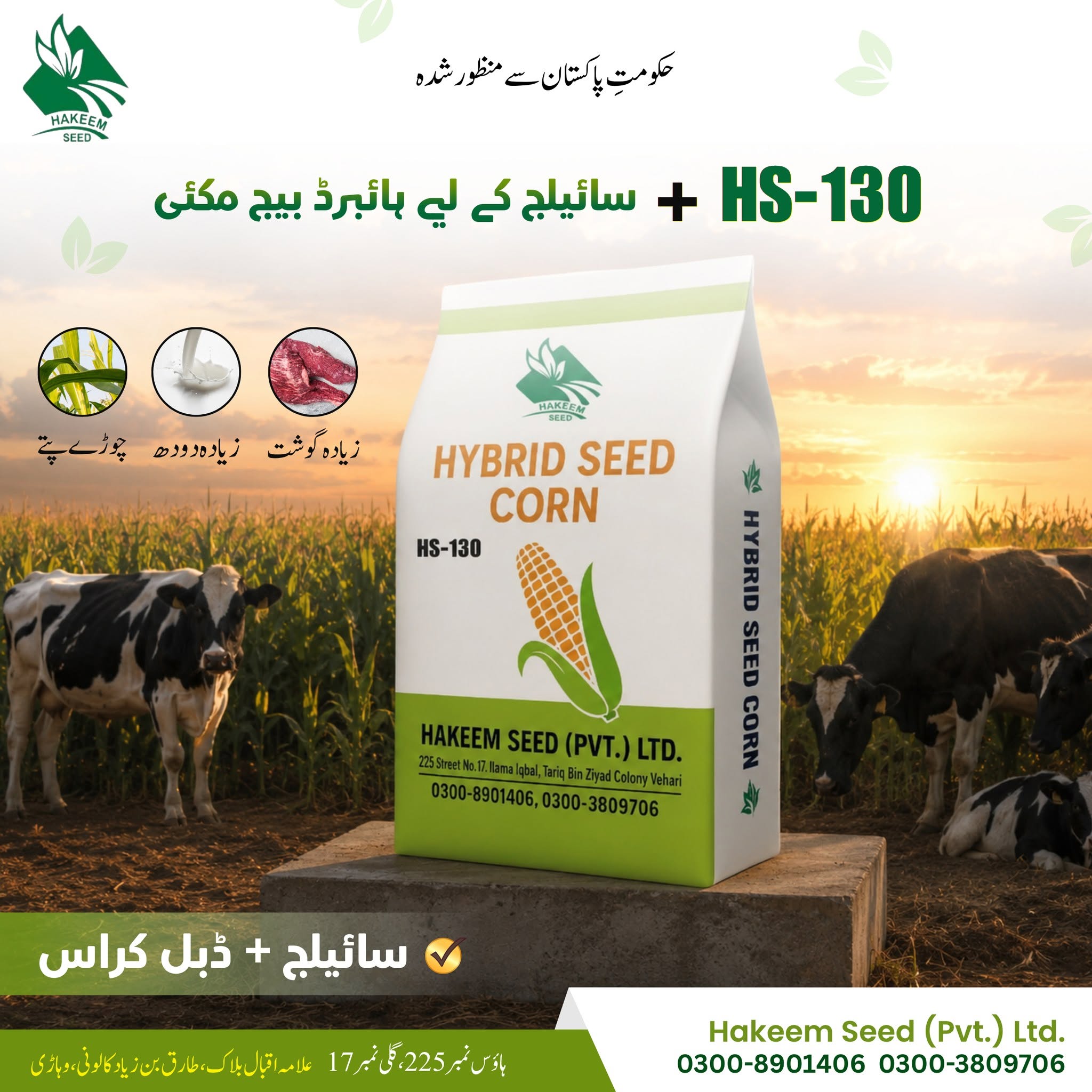 Hakeem Seed corn Seed