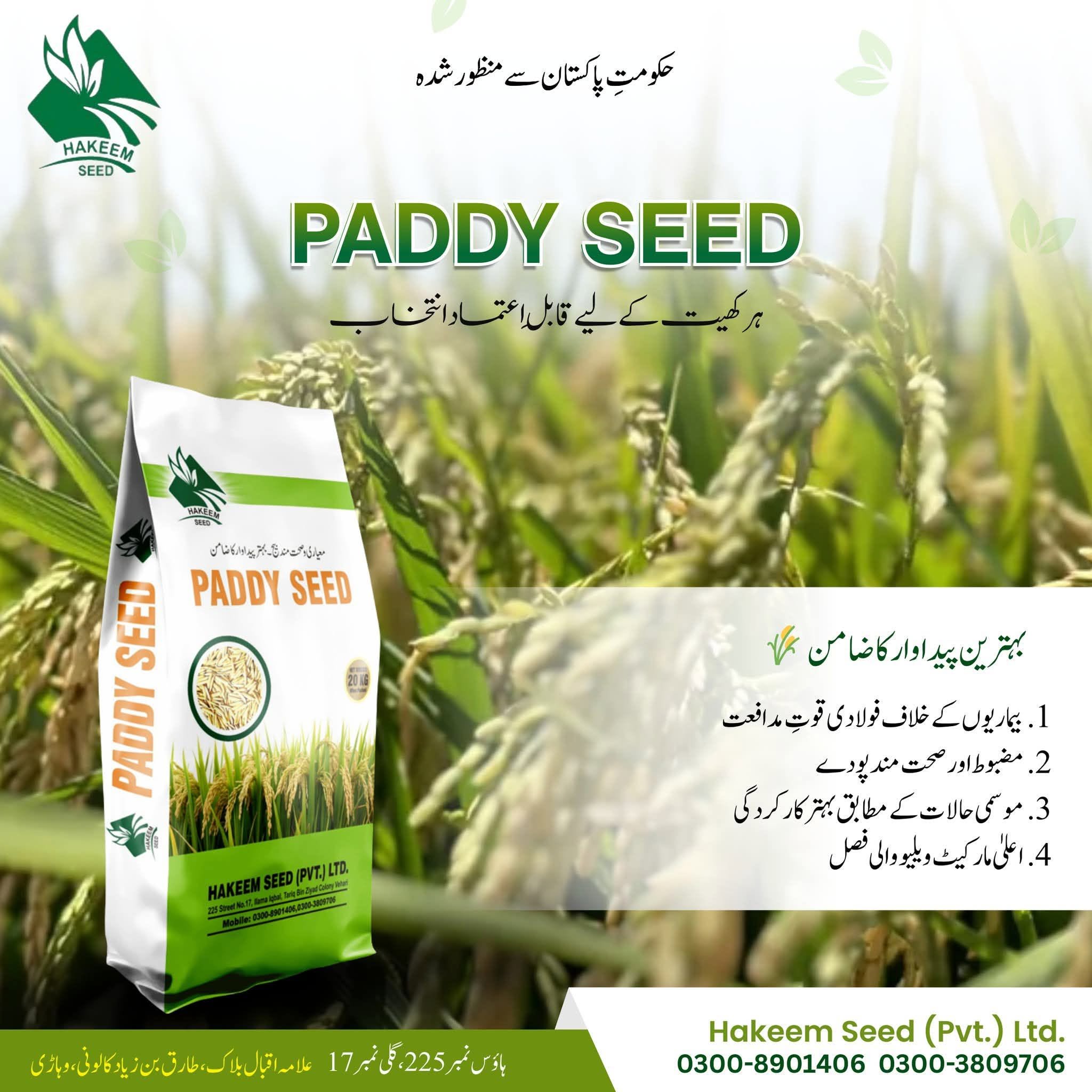 Hakeem Seed Paddy Seed