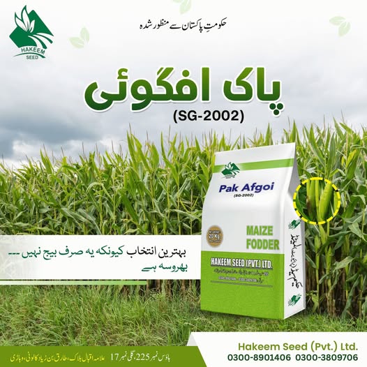 Hakeem Seed Pak Afgoi
